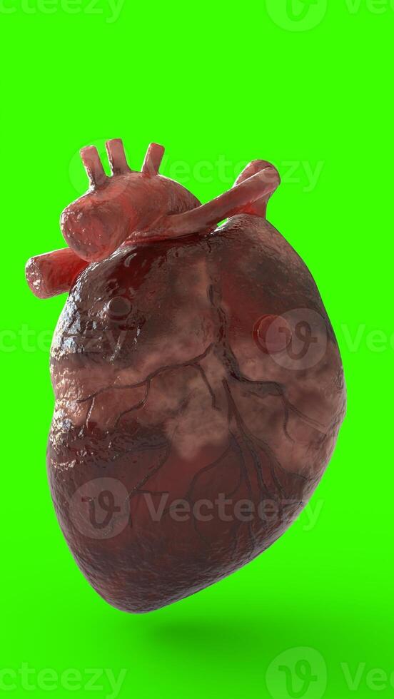 realistic human heart with green background photo