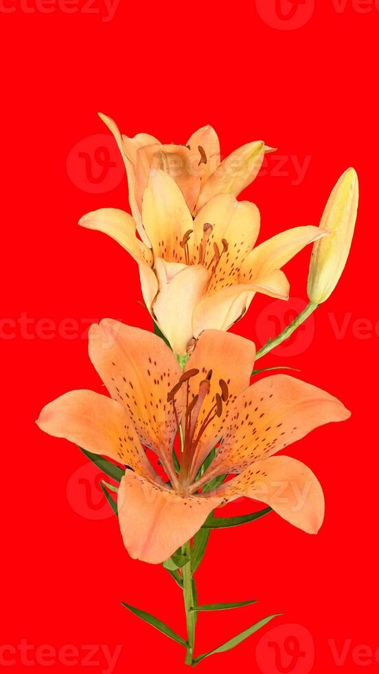 siberian lily lilium with red background photo