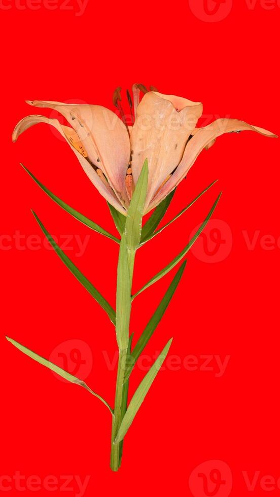 siberian lily lilium with red background photo