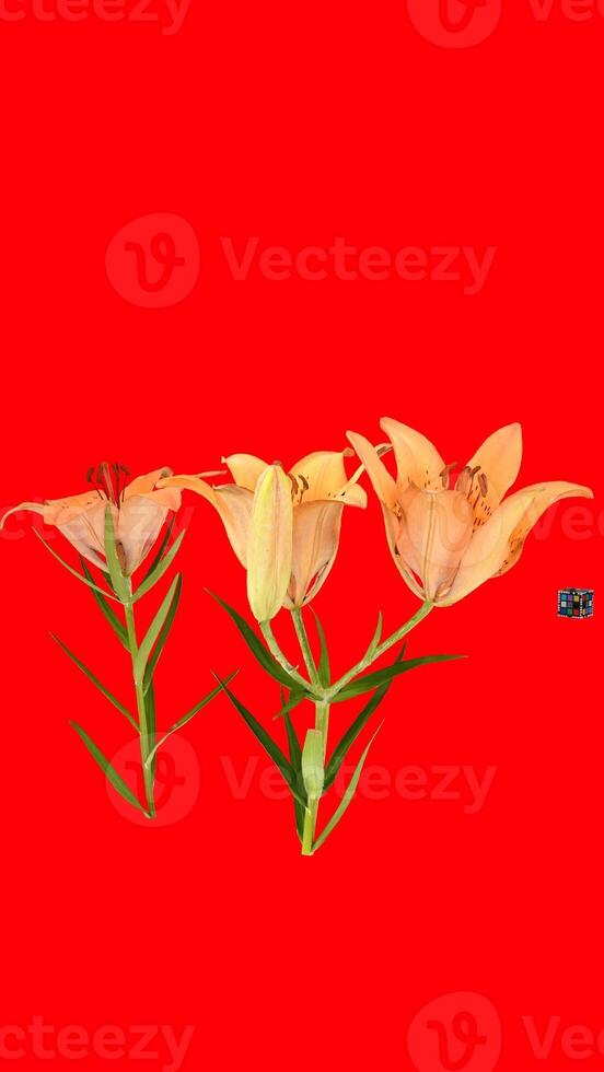 siberian lily lilium with red background photo