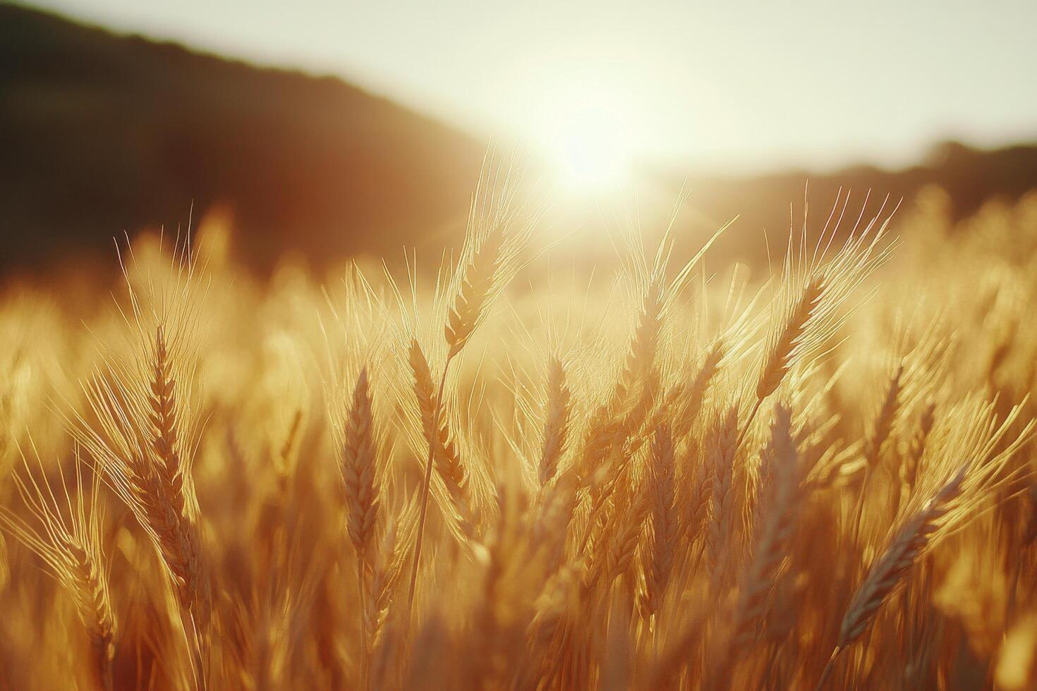 Golden wheat field illuminated by sunlight during early morning hours photo