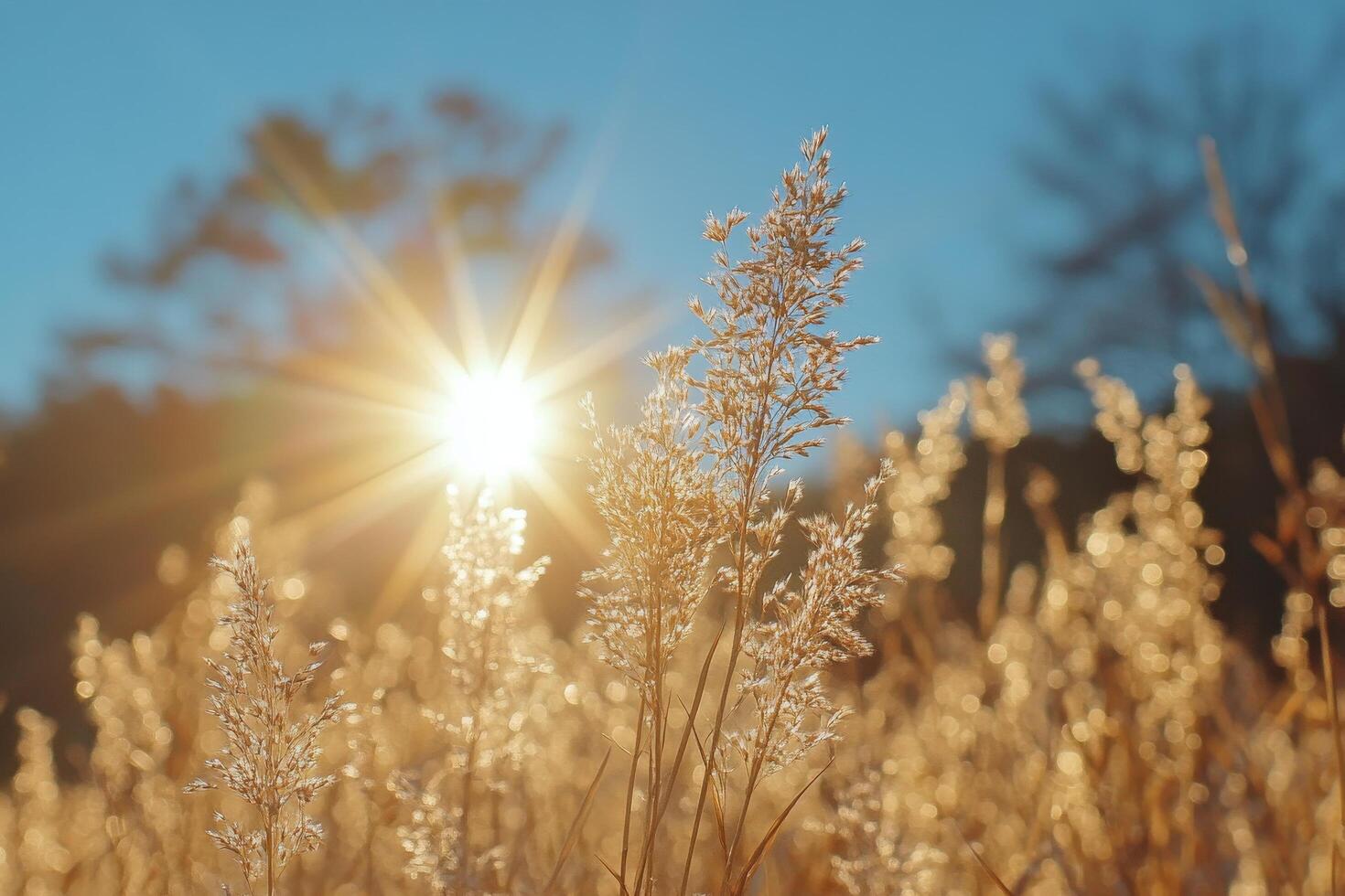 Golden wheat field illuminated by sunlight during early morning hours photo