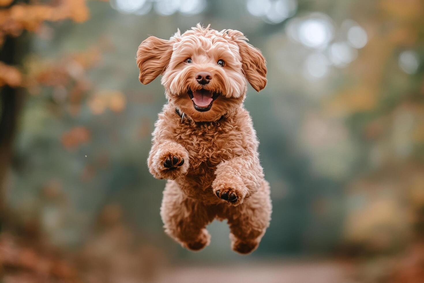 Happy dog jumping in the park during autumn with colorful leaves in the background photo