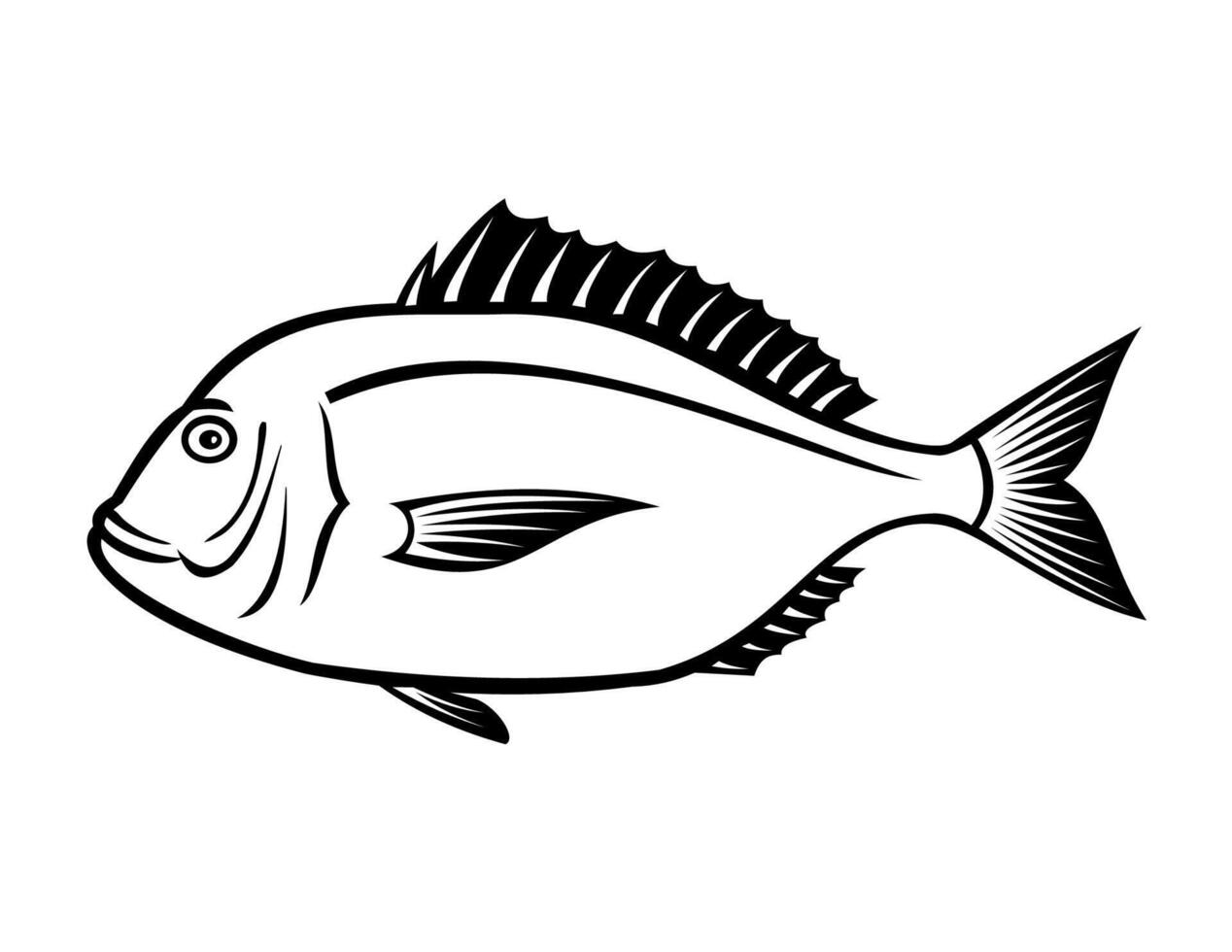 Crimson Seabream Red Sea Bream or Evynnis Tumifrons Side View Retro vector