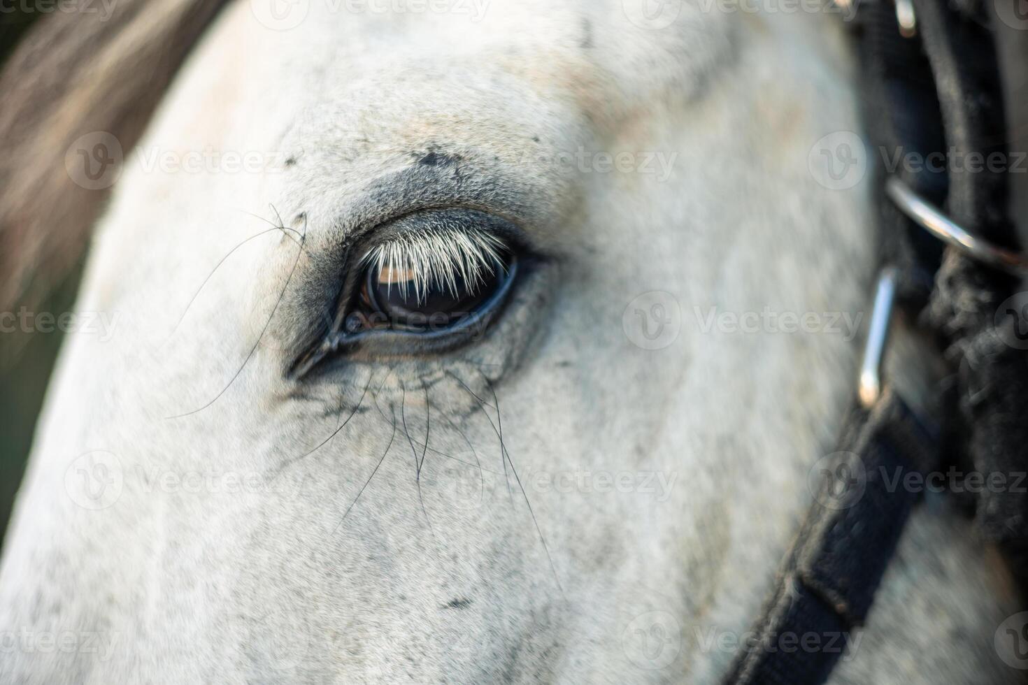 Close-up of a white horse's eye at the ranch photo