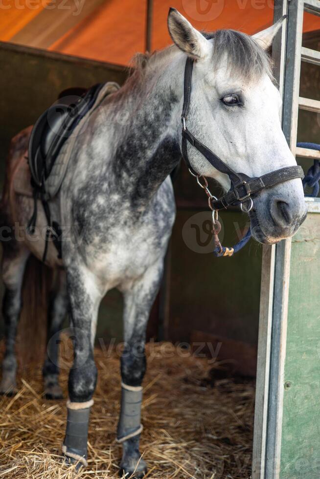 vertical Horse tied with bridle at the stable, ready to ride at the ranch photo