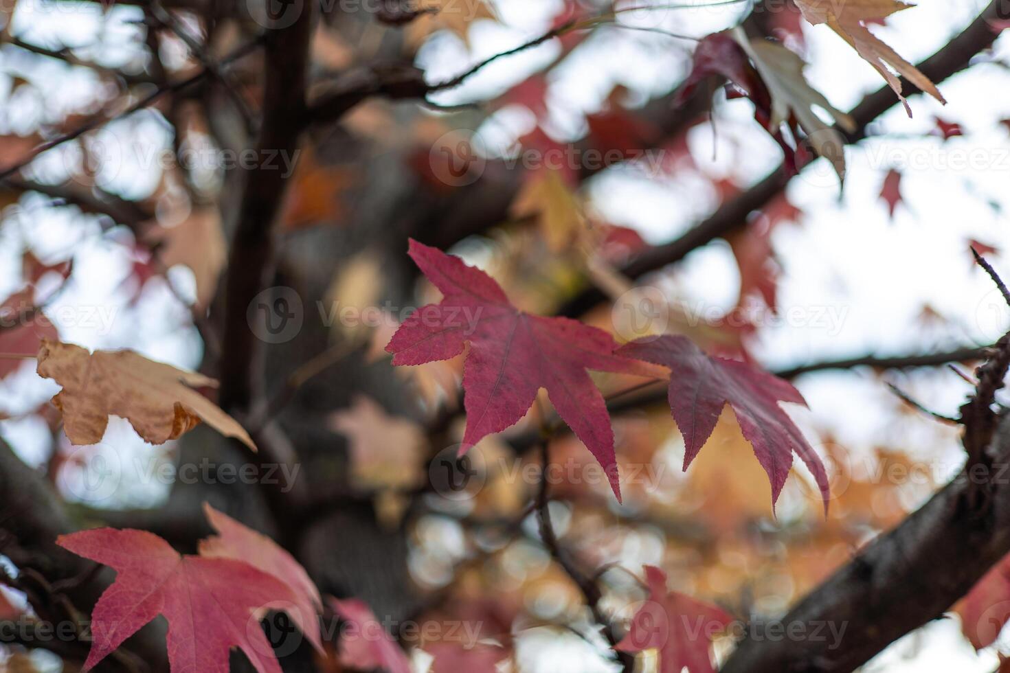 Red maple leaves changing color during fall season photo