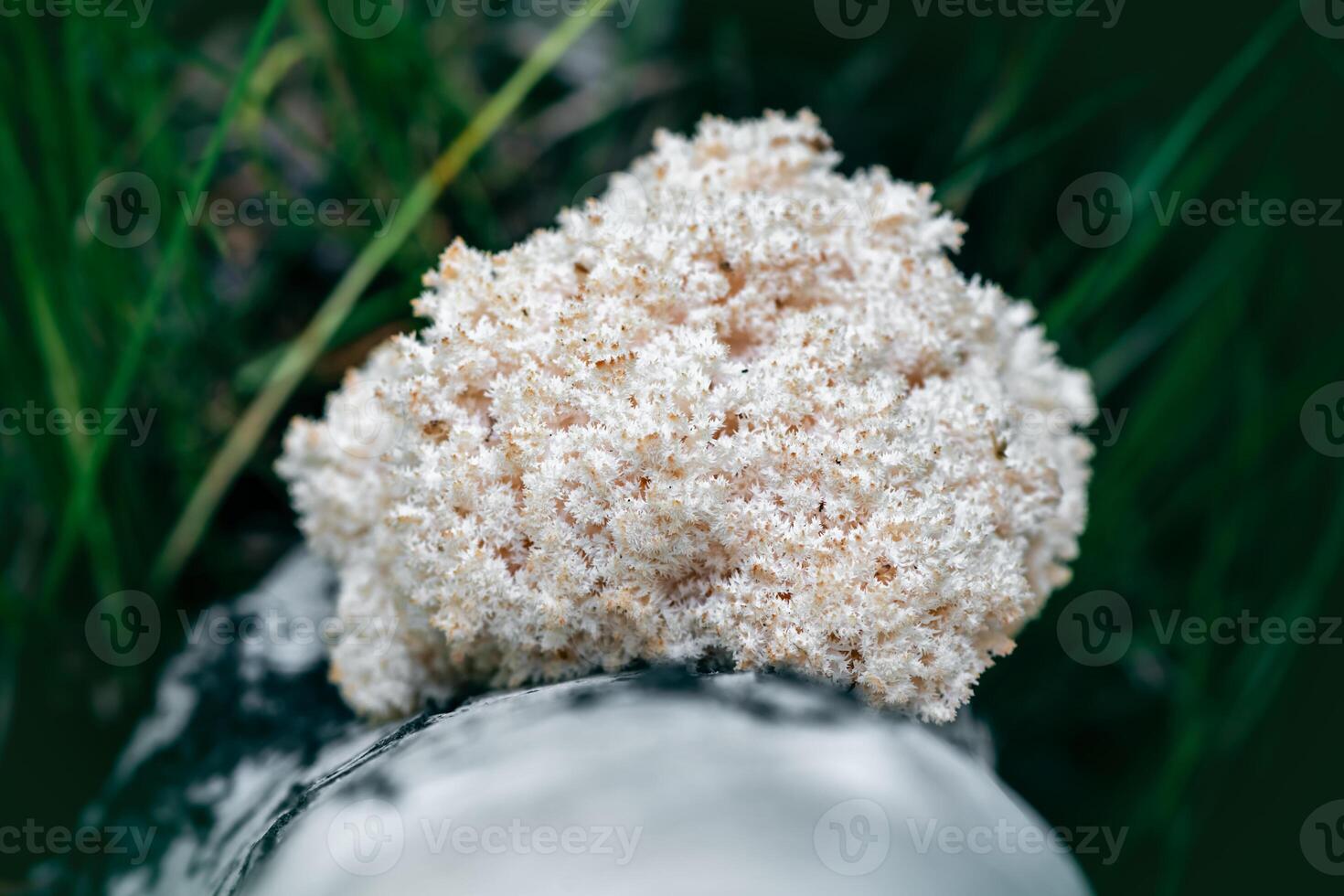 The coral's mane mushroom grows on a birch tree in the forest photo