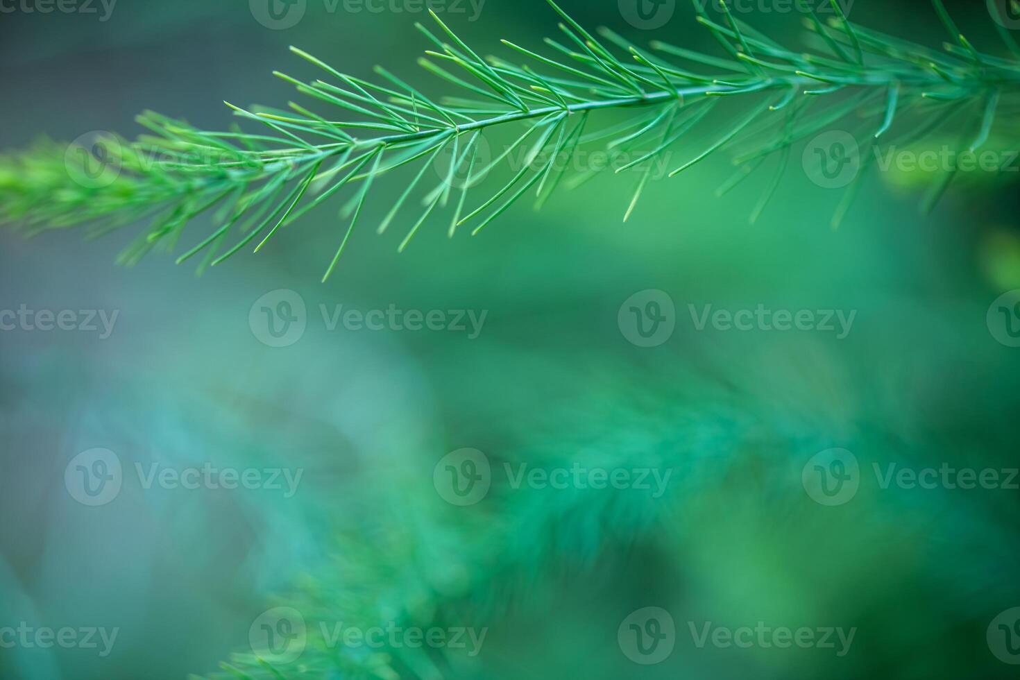 Asparagus plant in dew drops. natural background with copy space photo
