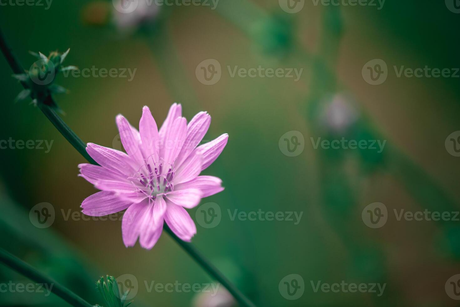 Beautiful pink flower on greenery background, with space for text, natural floral background photo