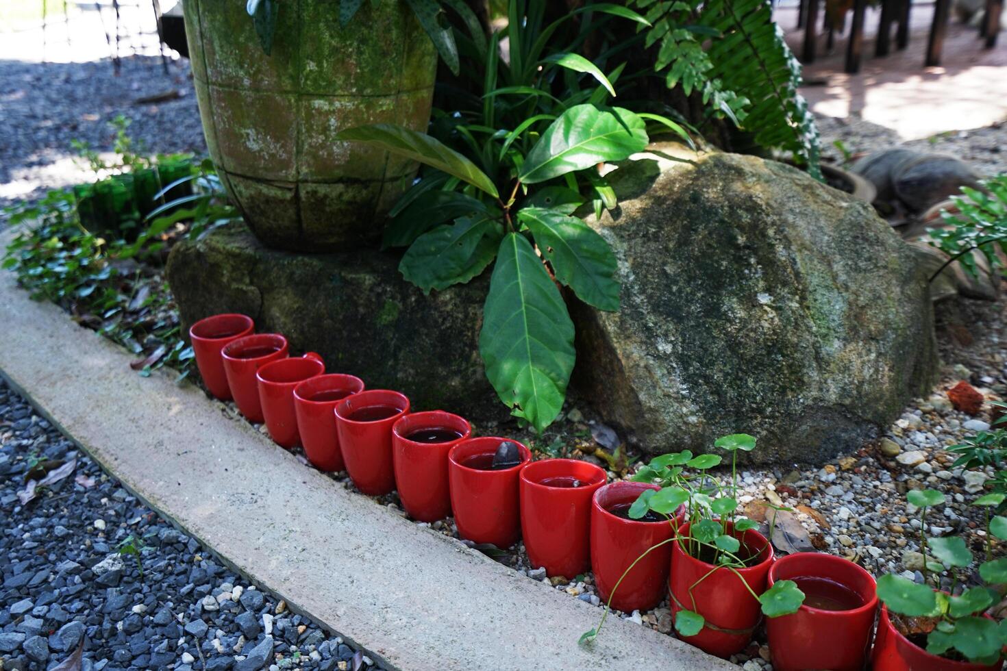 Small red cups prepared for tree planting in natural green backyard garden park photo
