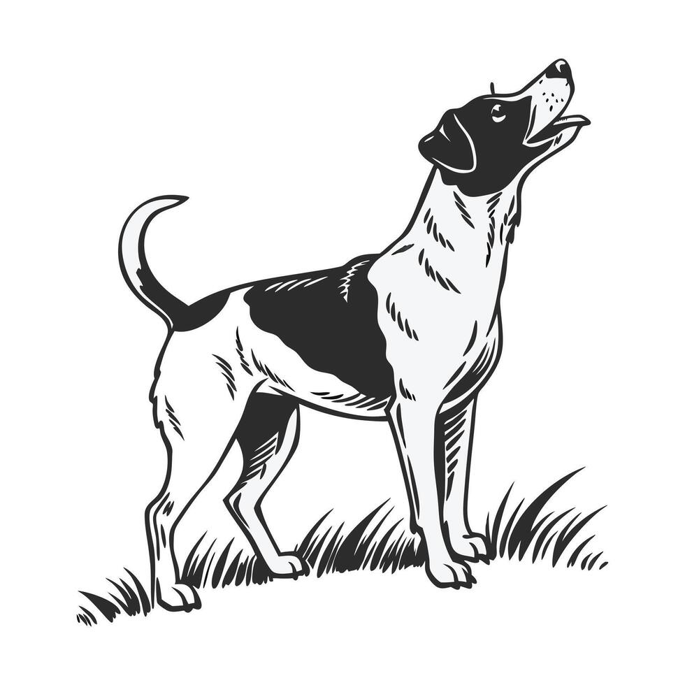 Black and white illustration of a Border Collie standing vector