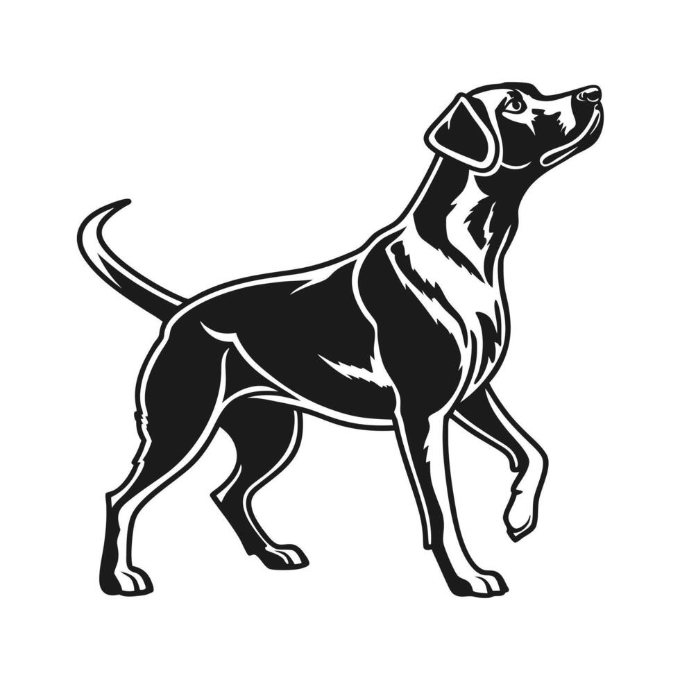 A bold, black and white silhouette of a hunting dog, likely a breed like a Labrador or Pointer, standing alert and poised. vector