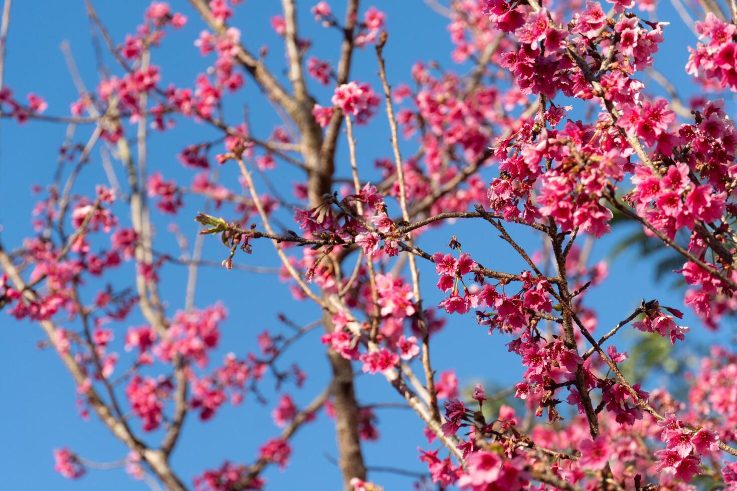 Branches of a tree densely covered in bright pink blossoms of sakura against a clear blue sky. The flowers are in full bloom. Creating a vibrant and cheerful spring scene. photo