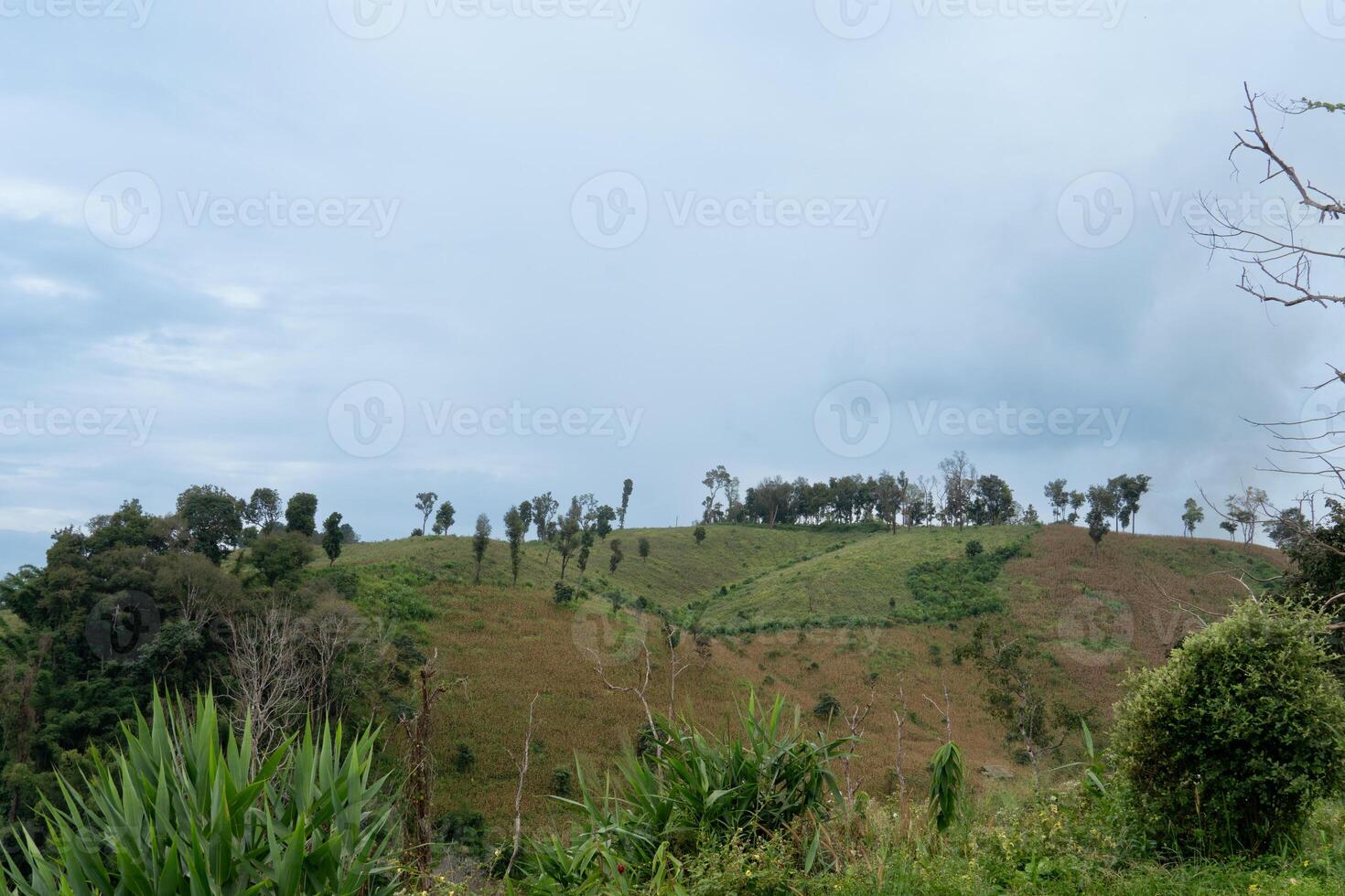 Hilly landscape with patches of green vegetation and dry, brown areas. Trees sparsely dot the hillsides under a cloudy sky. At Tak Thailand. photo