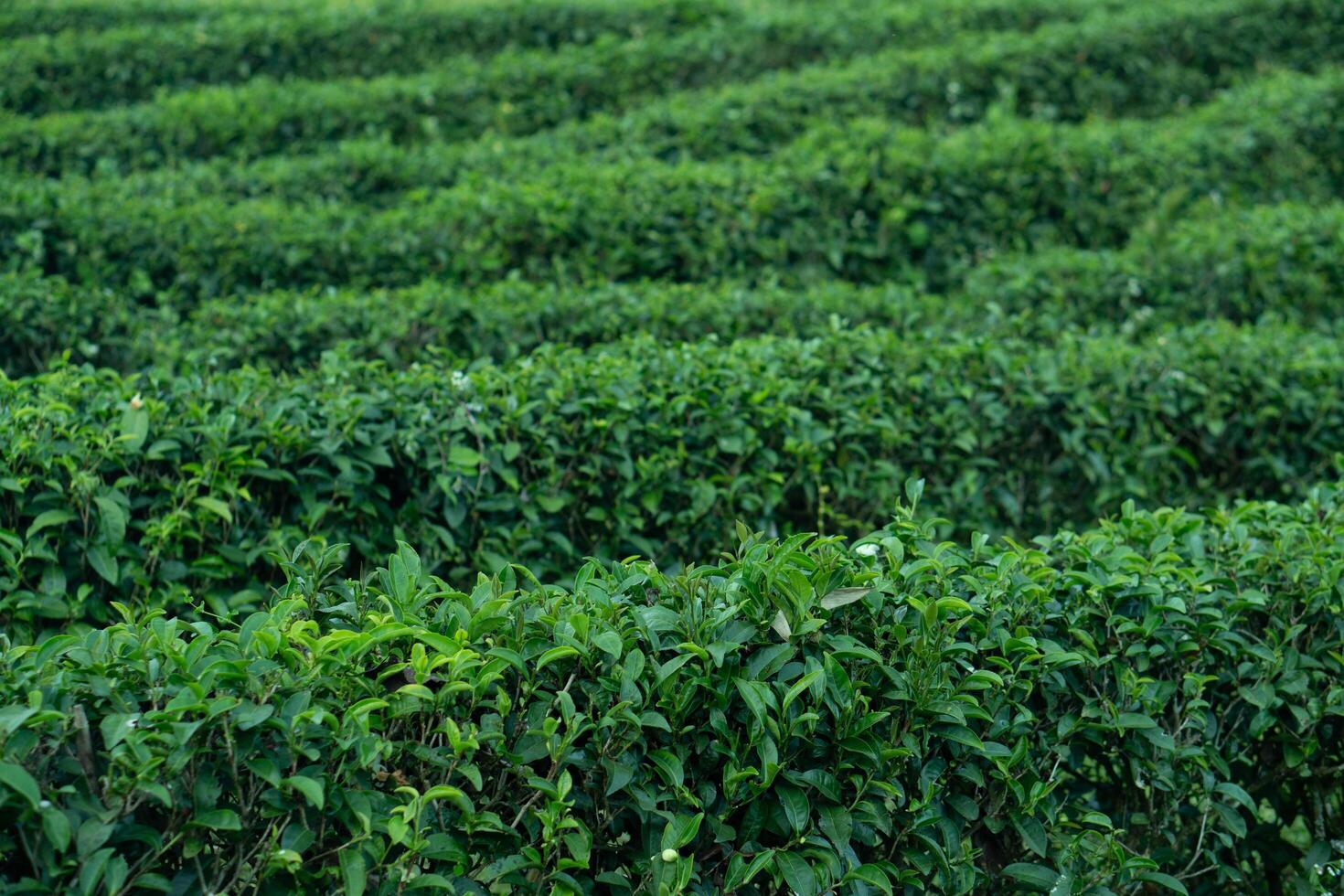 Rows of lush green plants of Tea. Possibly a tea or crop field, create a textured, repeating pattern across the landscape. photo