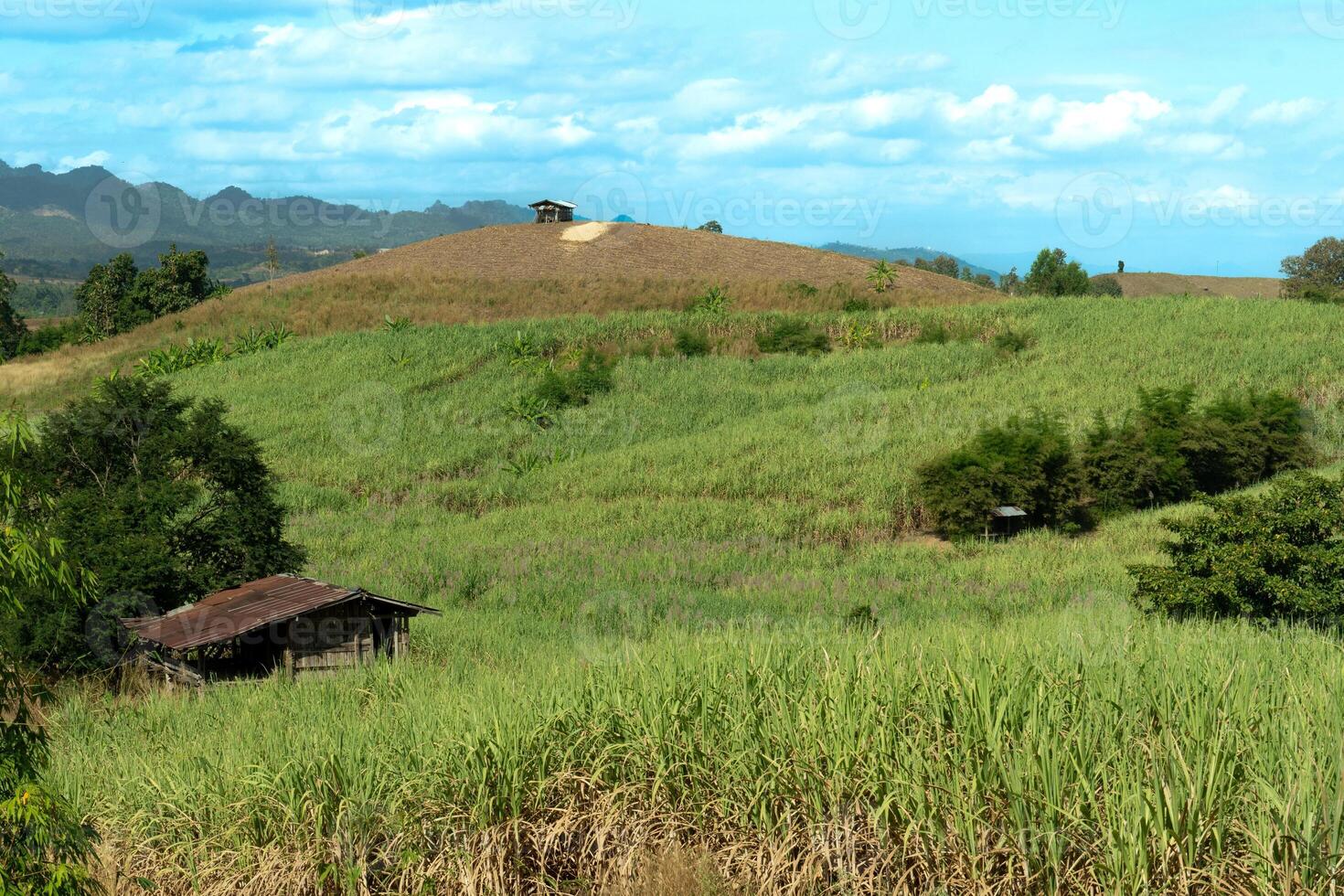 Rolling green hill and field dominate the landscape. country house made of wood and a zinc roof. Sits nestled amongst the tall grass in the foreground. See the rolling grassy hills under the blue sky. photo