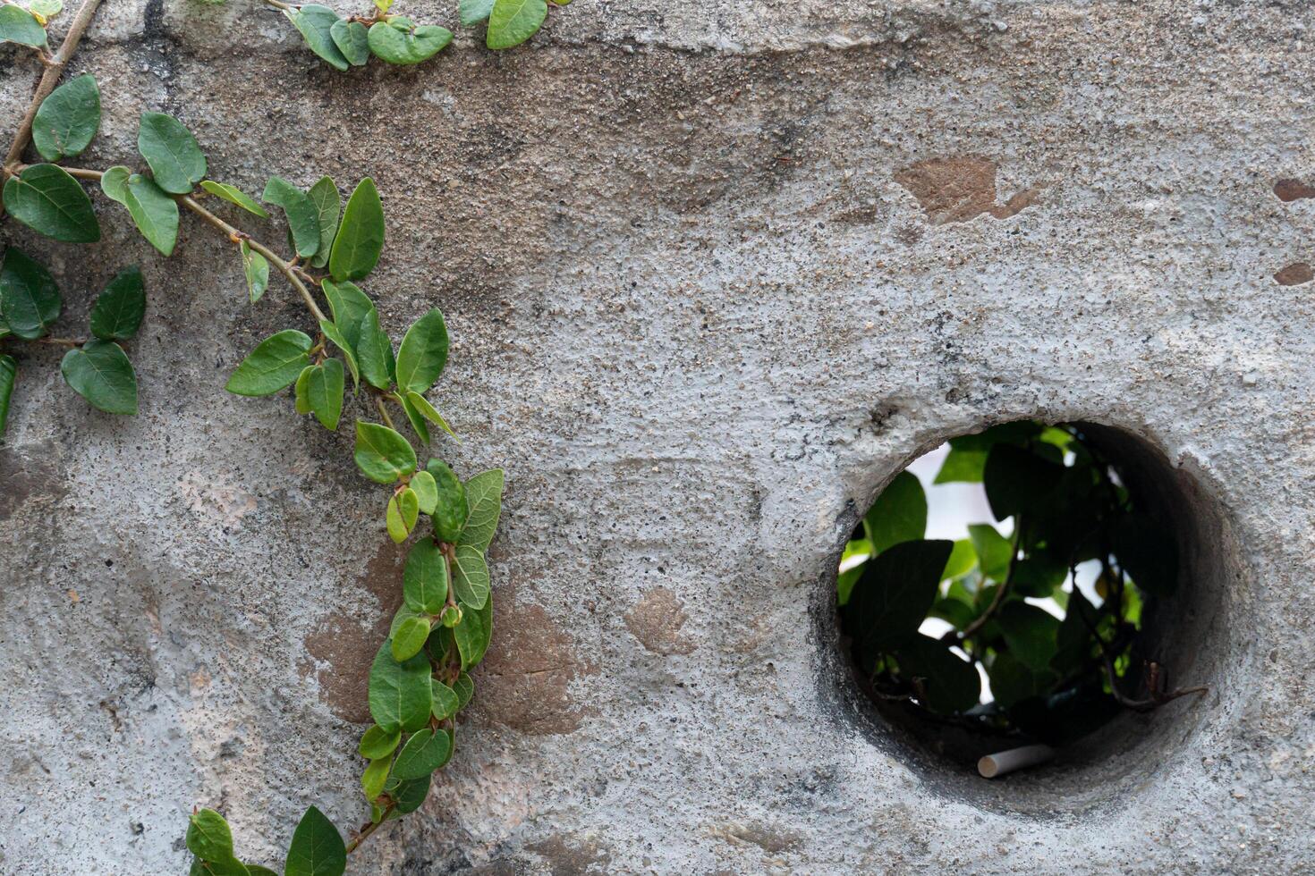 Cement wall with a circular hole in the center. Covered by green ivy or creeping fig. photo