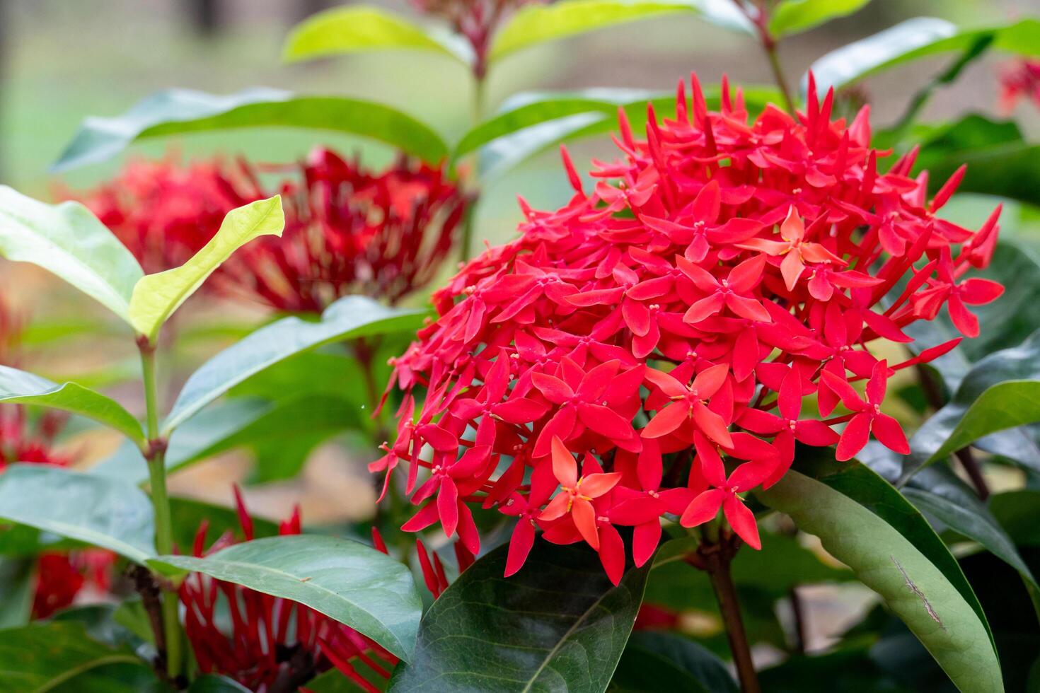 Vibrant cluster of small, bright red flowers of Ixora with green leaves. filling the frame with color and texture. in the garden. photo