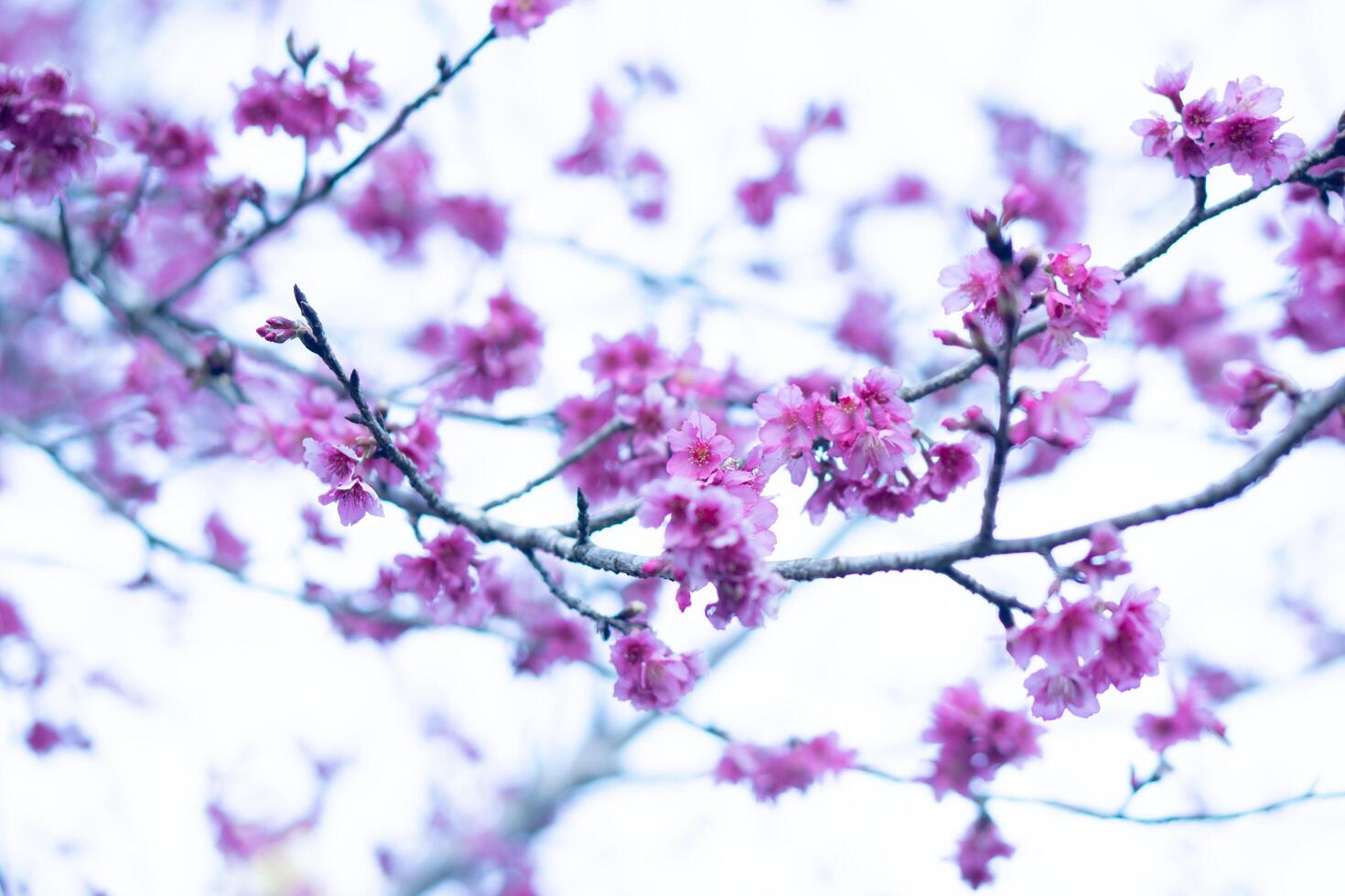 Abstract background of pink cherry blossoms on bare branches against a blurred, light background. Focus is soft. Creating a dreamy spring like feel. Delicate and floral. photo
