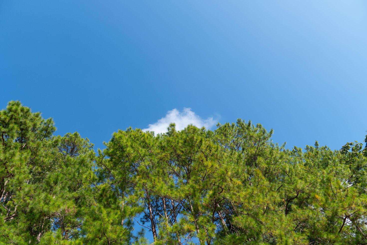 Tops of the branches and leaves cover the lush green. Under the bright sky. photo