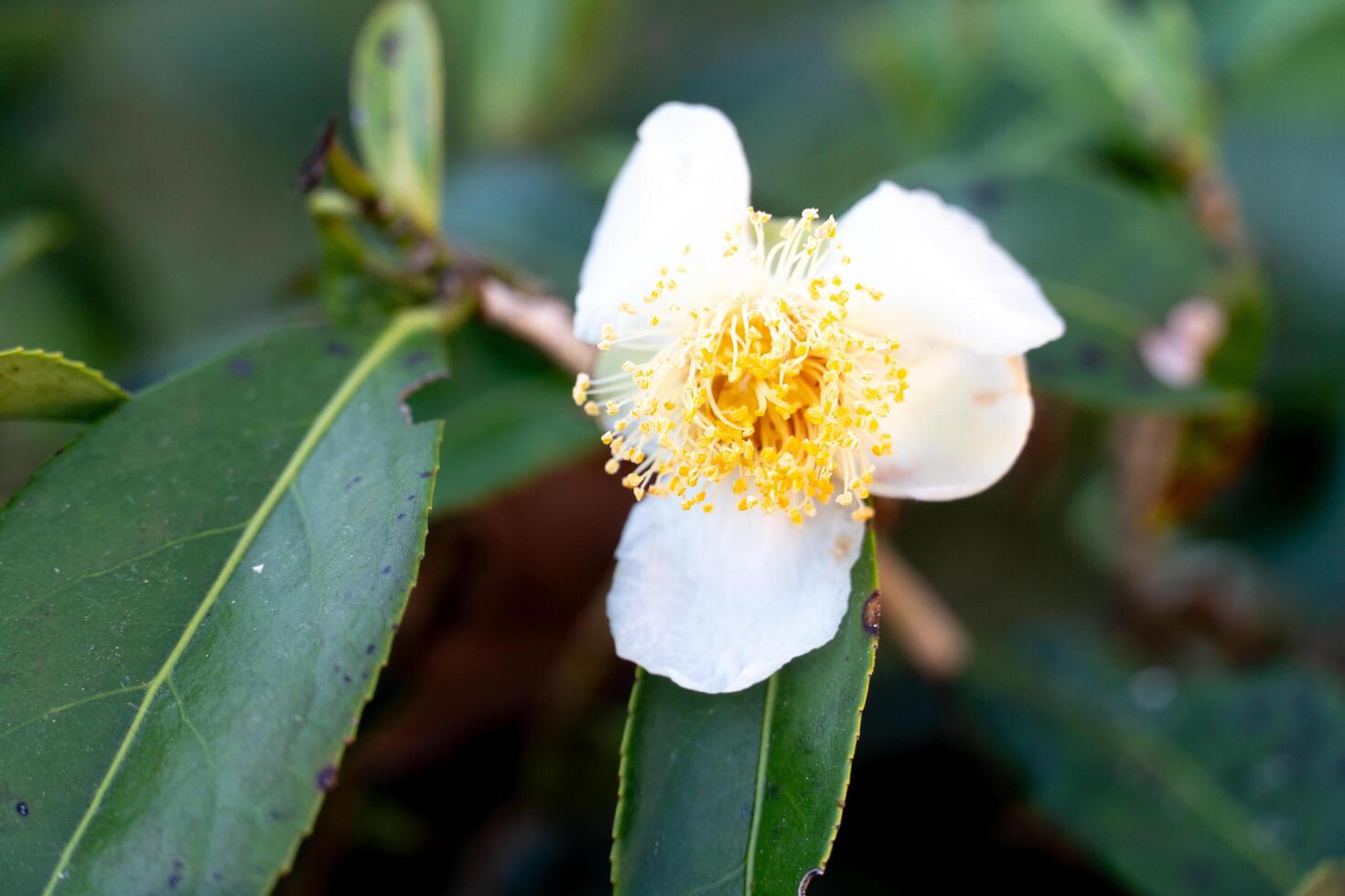 Closeup of a white flower with a yellow center of tea flowers. Surrounded by green leaves of tea. photo