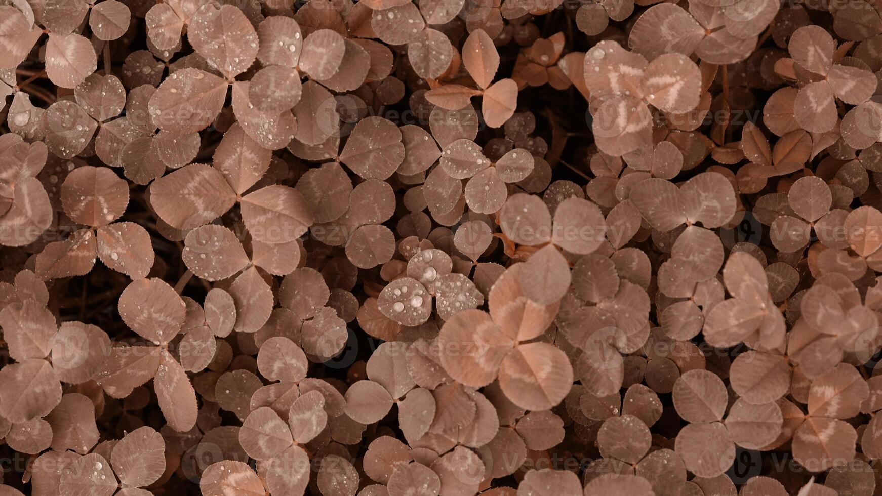 Close-up of clover leaves with water drops from rain or morning dew. Abstract natural soft background with copy space, top view. Mocha Mousse, Color of the Year 2025. photo