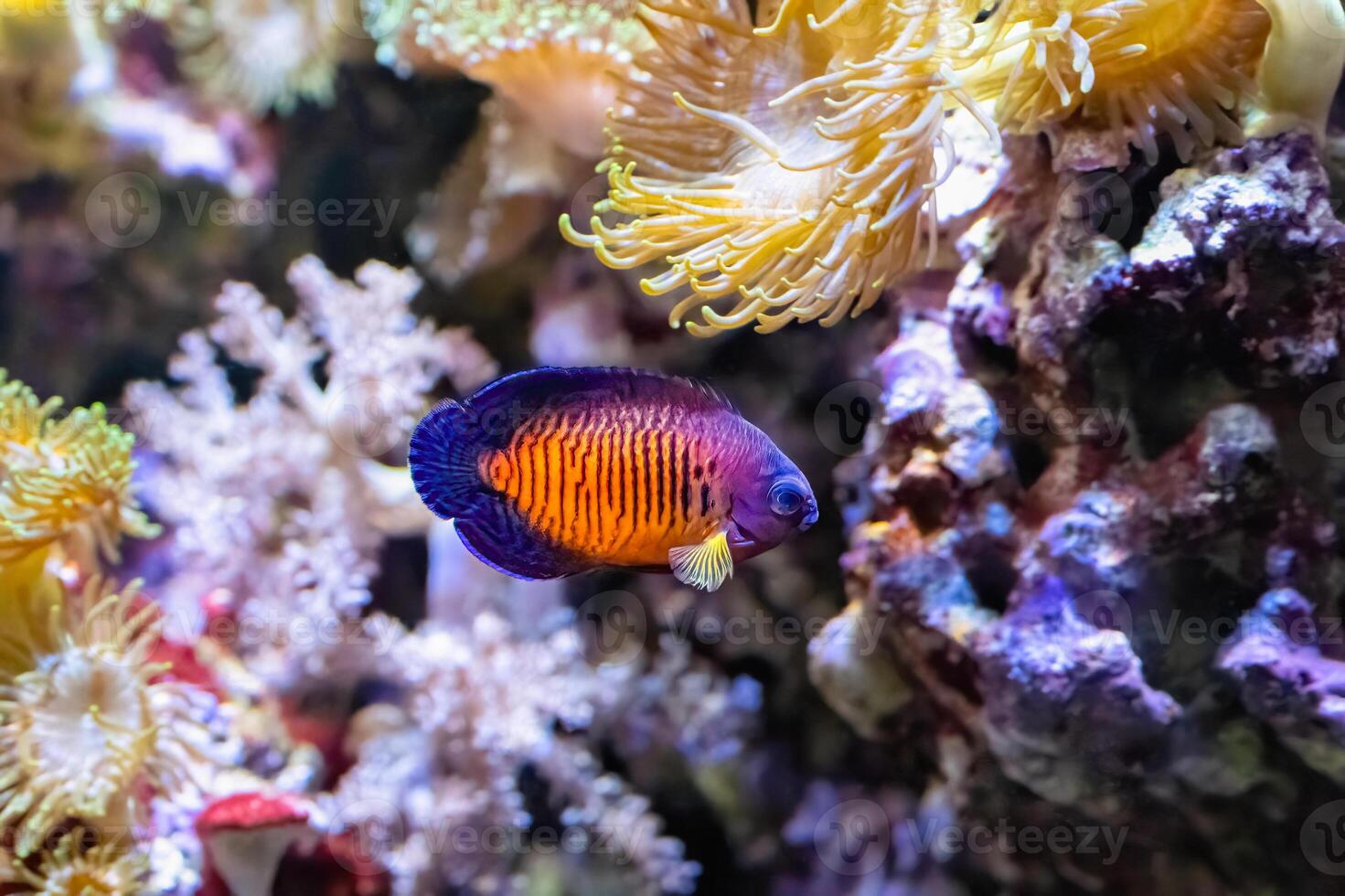 The twospined angelfish, Centropyge bispinosa, at depths of 5 to 50 metres photo