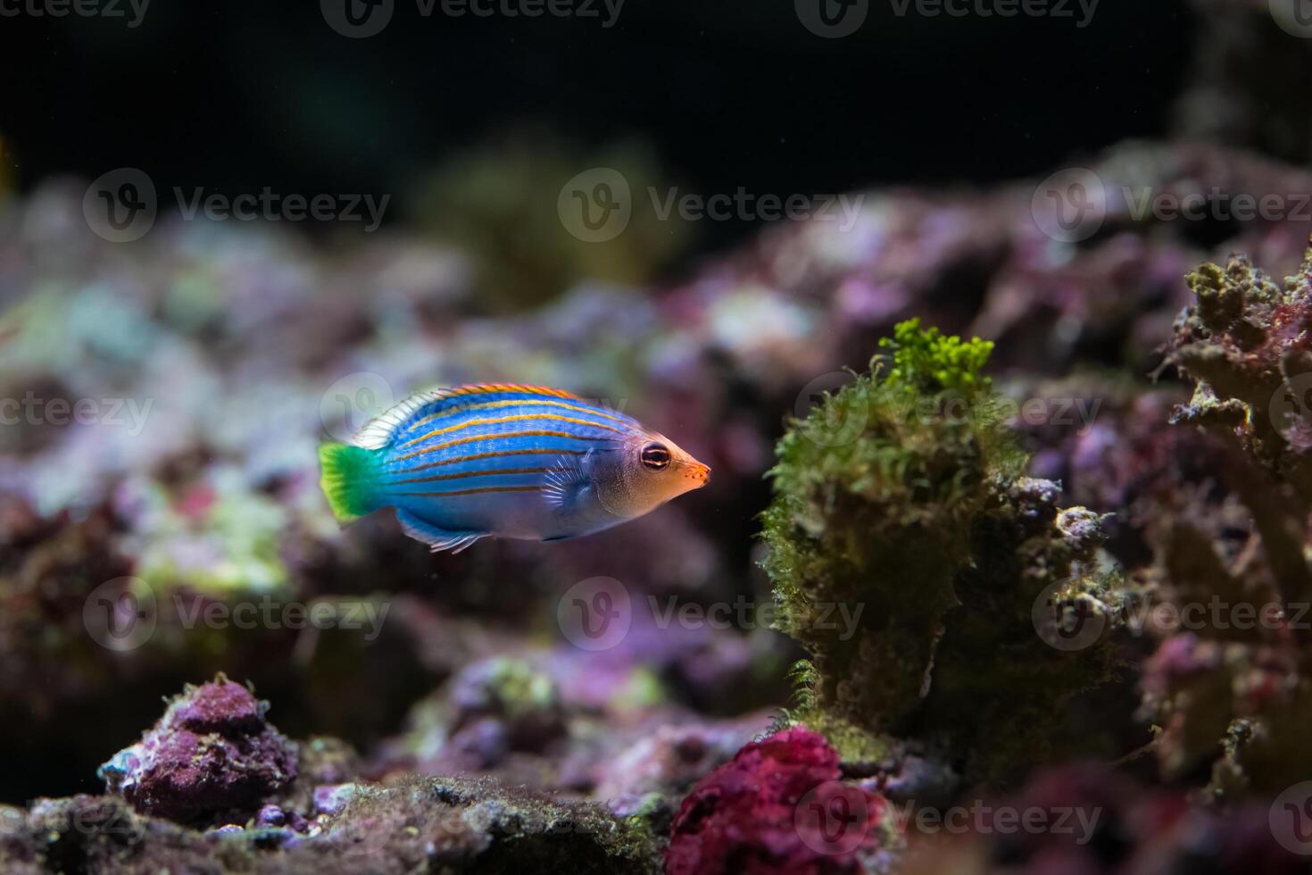 Pseudocheilinus hexataenia, the six line wrasse is a species of marine fish photo