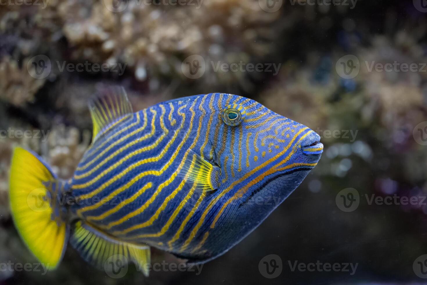Balistapus undulatus, the orange lined triggerfish is a demersal triggerfish photo