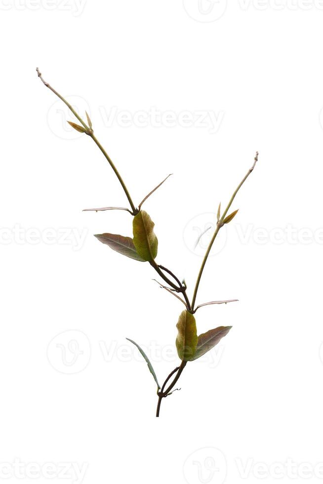Minimalist Close-Up of a Single Green Plant Stem with Leaves on a White Background photo