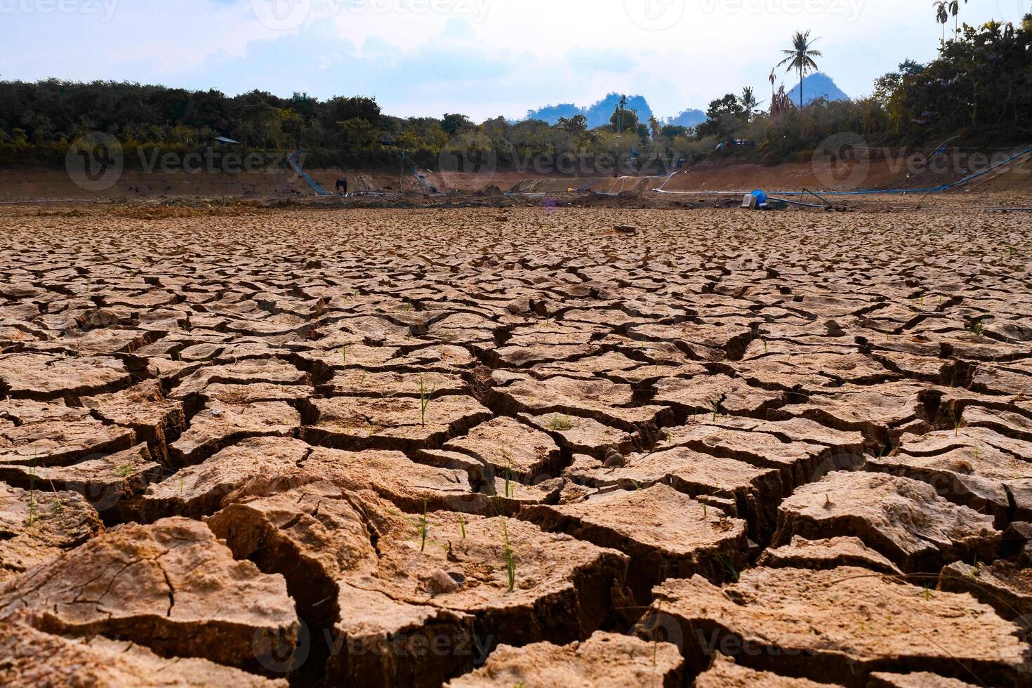 Parched Earth and Cracked Soil in Drought-Affected Landscape Under Clear Blue Sky with Sparse Vegetation and Distant Trees photo