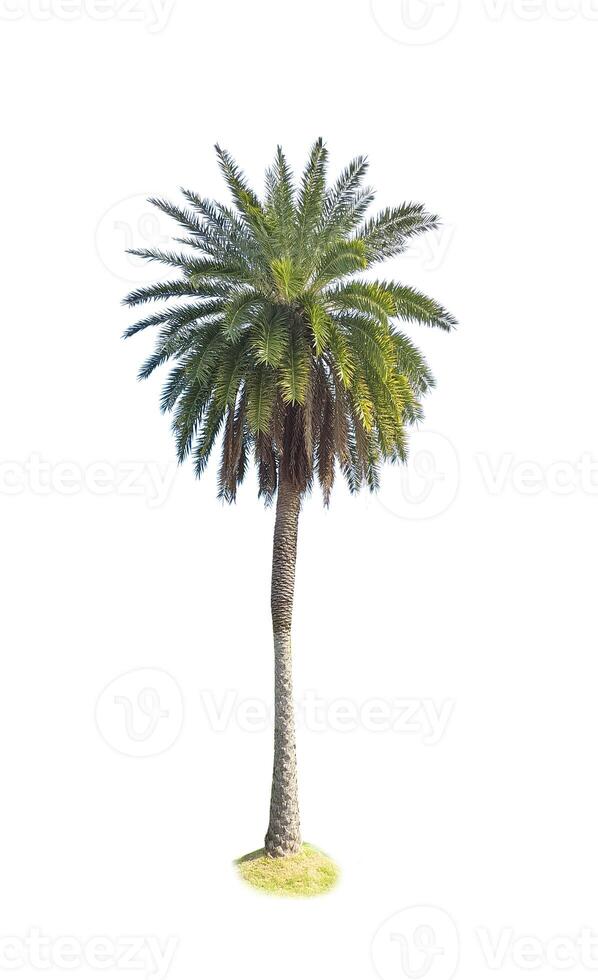 Tall Palm Tree Isolated on White Background Showcasing Tropical Nature and Lush Green Foliage for Design and Decoration Projects photo
