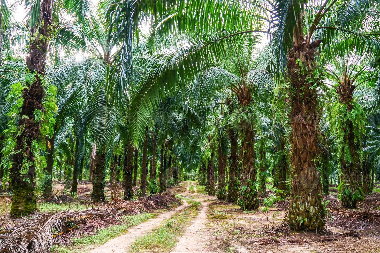 Lush Palm Oil Plantation with Tall Trees and Sunlit Pathway in a Tropical Environment photo