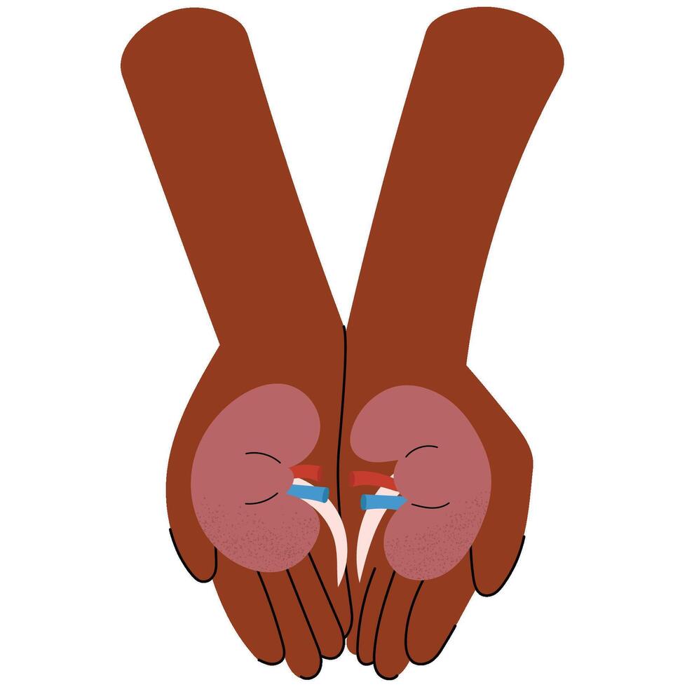 Two dark skin hands holding a human kidney, symbolizing care and life-saving generosity. National Organ Donor day. vector