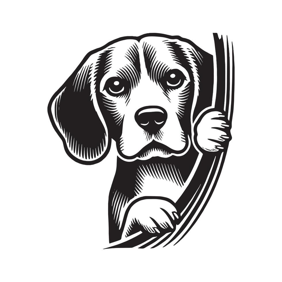 Beagle Dog Peeking vector