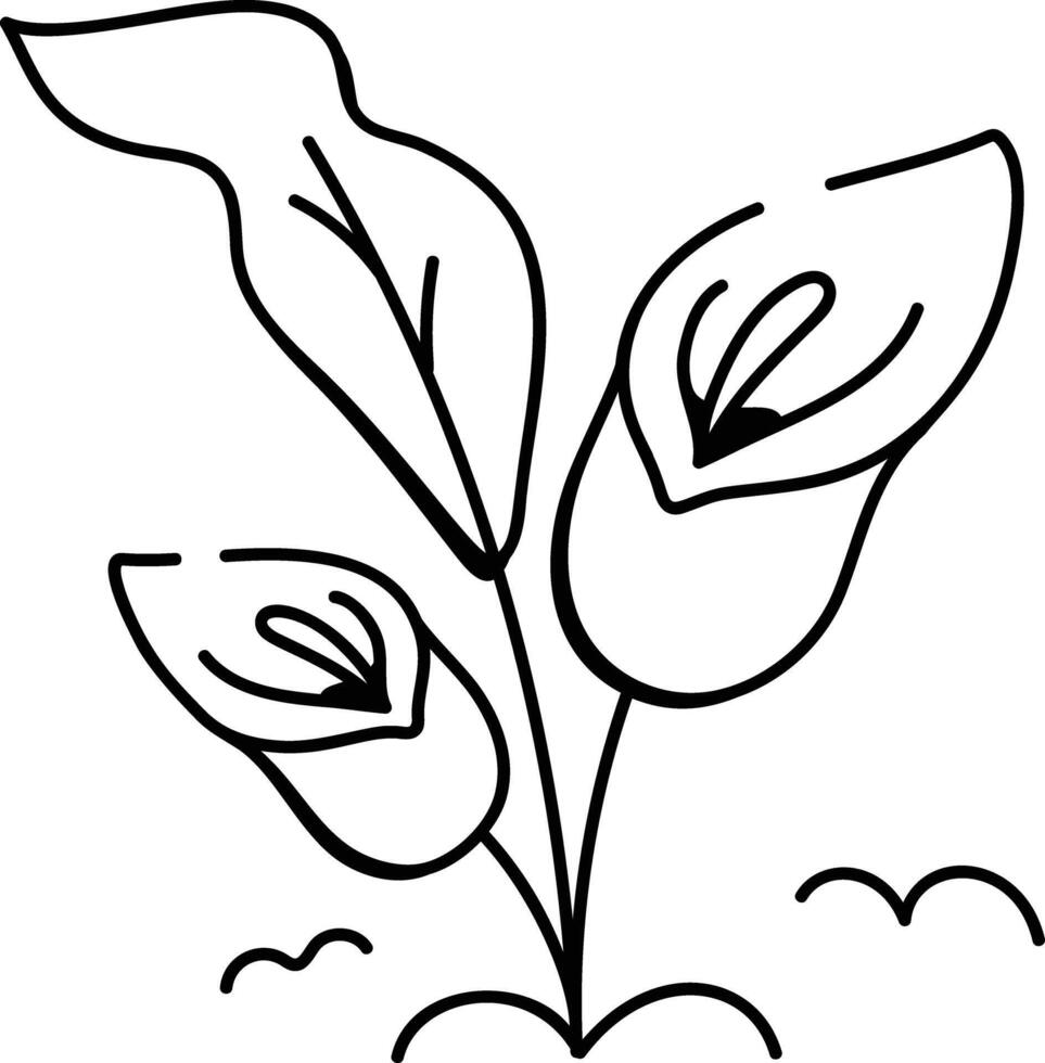 A drawing icon of arum lilies vector