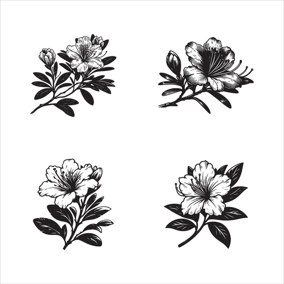 Silhouette Of Azaleas Flower isolated on white vector