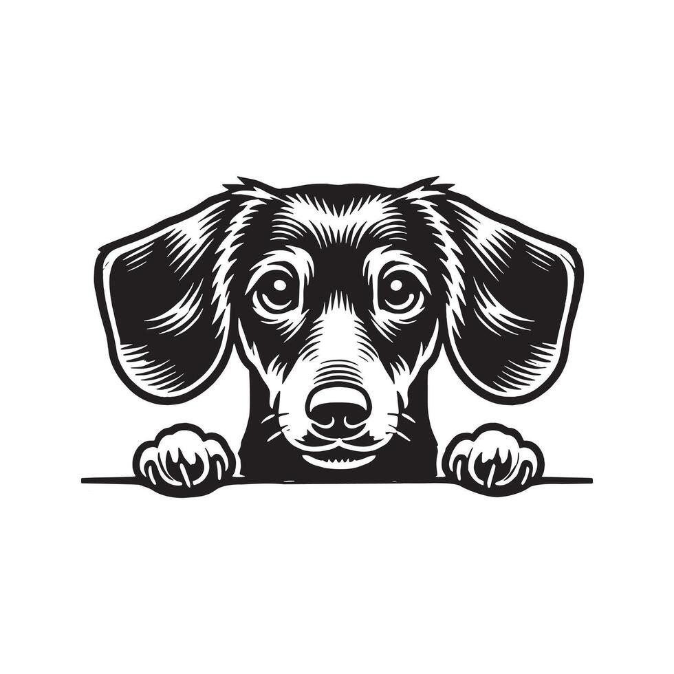 Adorable Dachshund Dog on White Background vector