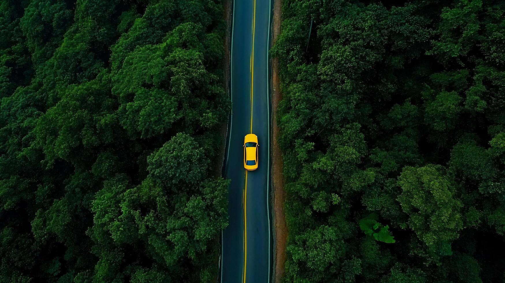 Adventurous Drive in the Forest photo
