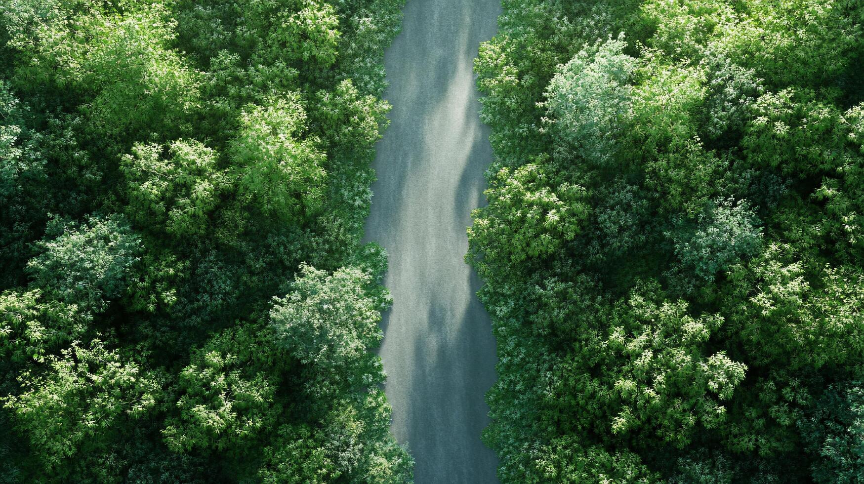 Top View of a Forest Journey photo