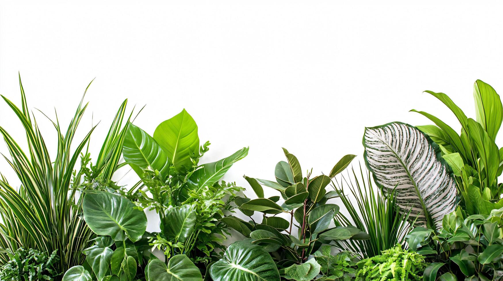 Exotic Plant Harmony photo