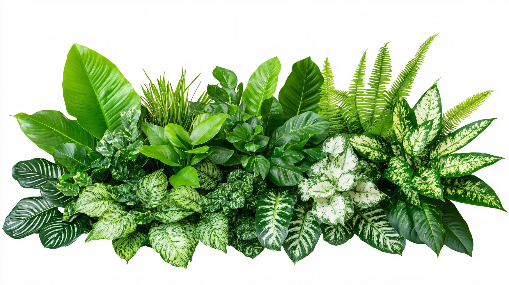 Tropical Foliage Glow photo