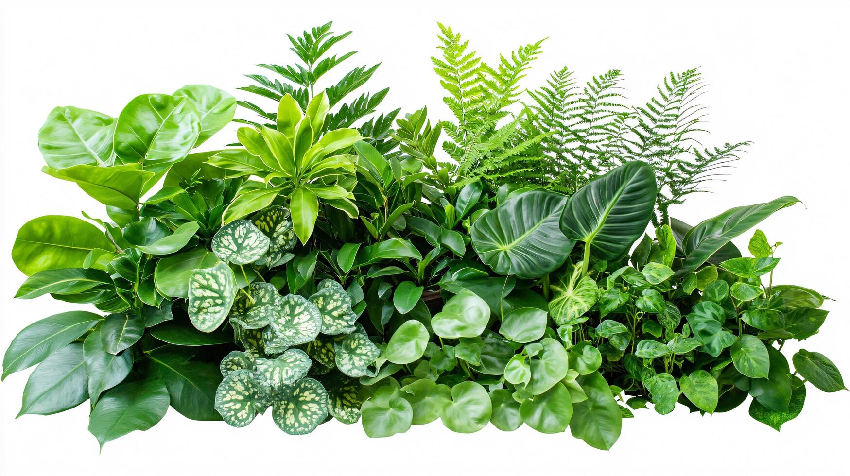 Tropical Green Foliage photo