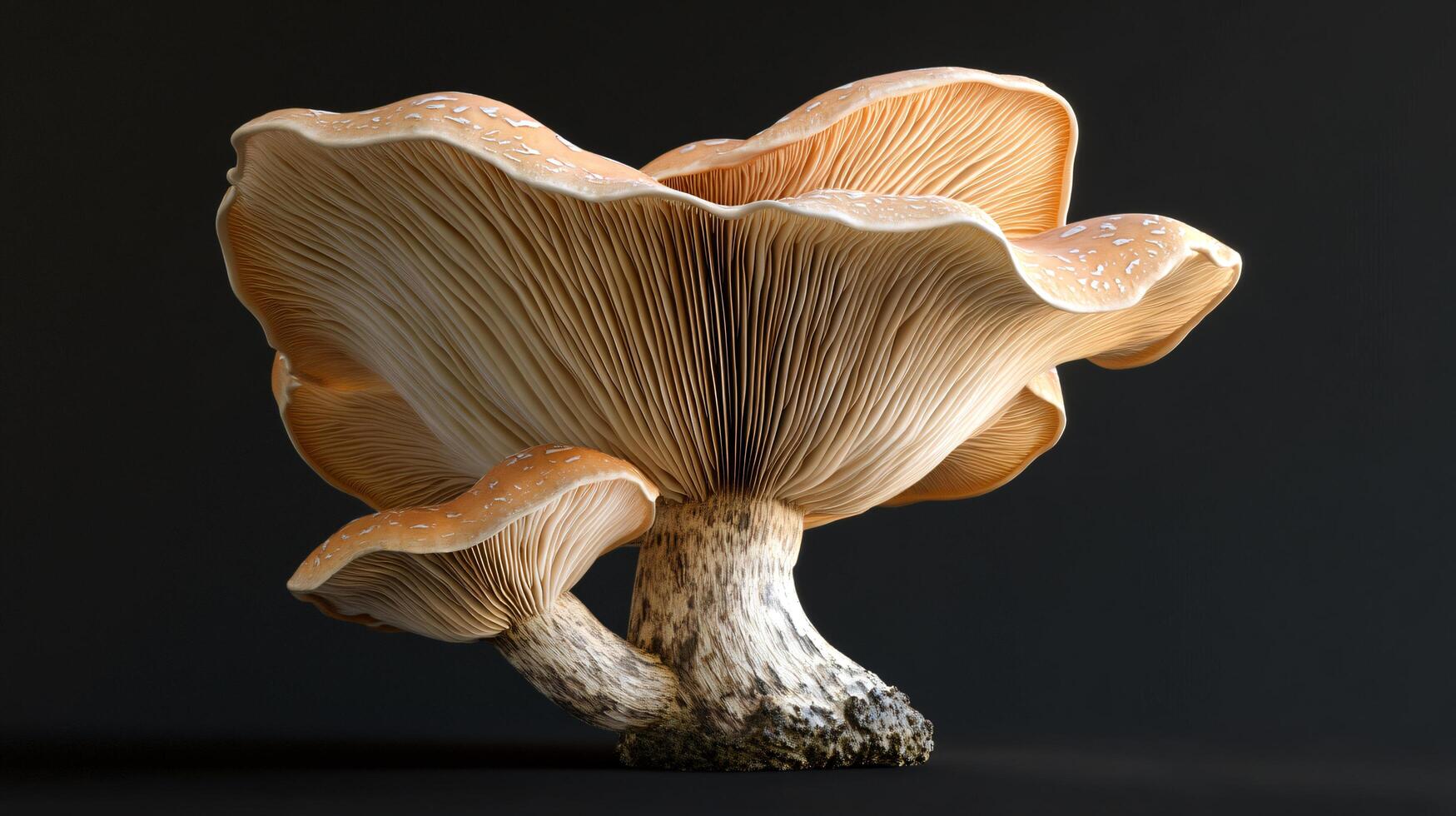 Majestic Fungi Gills photo