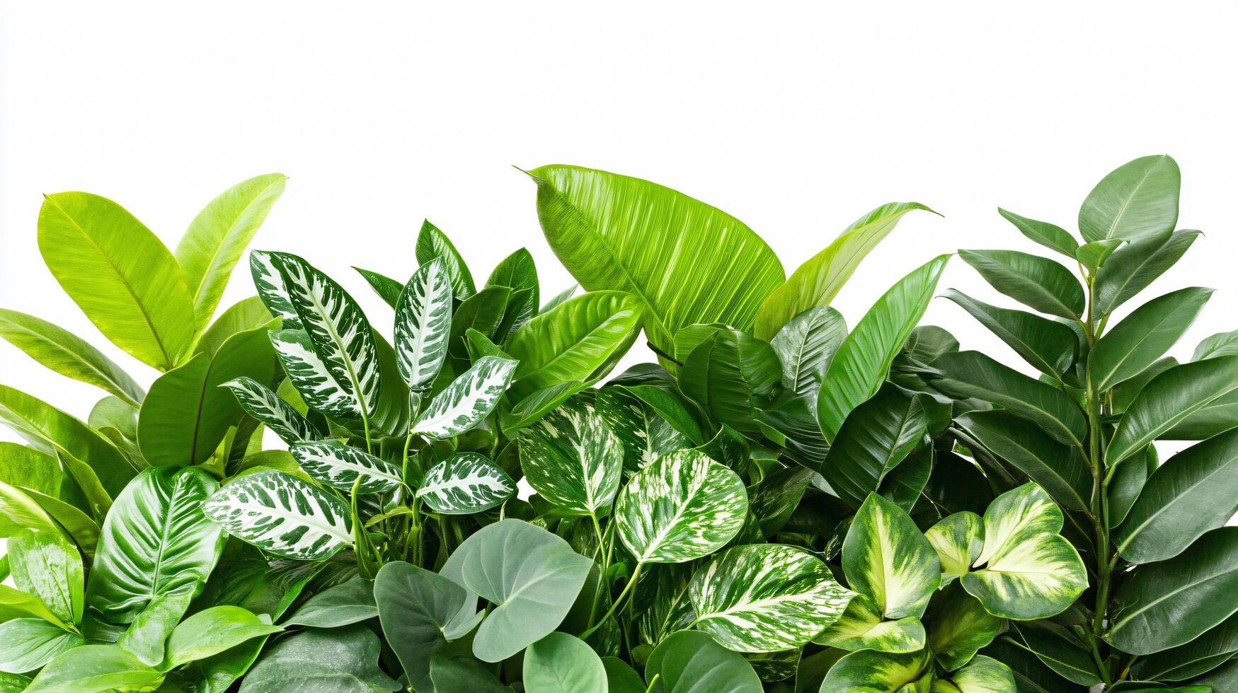 Natural Tropical Textures photo