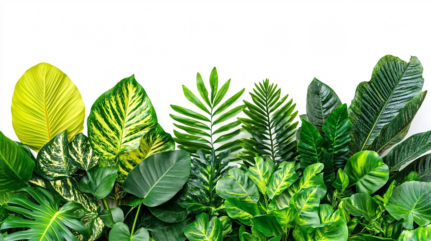 Tropical Leaf Beauty photo