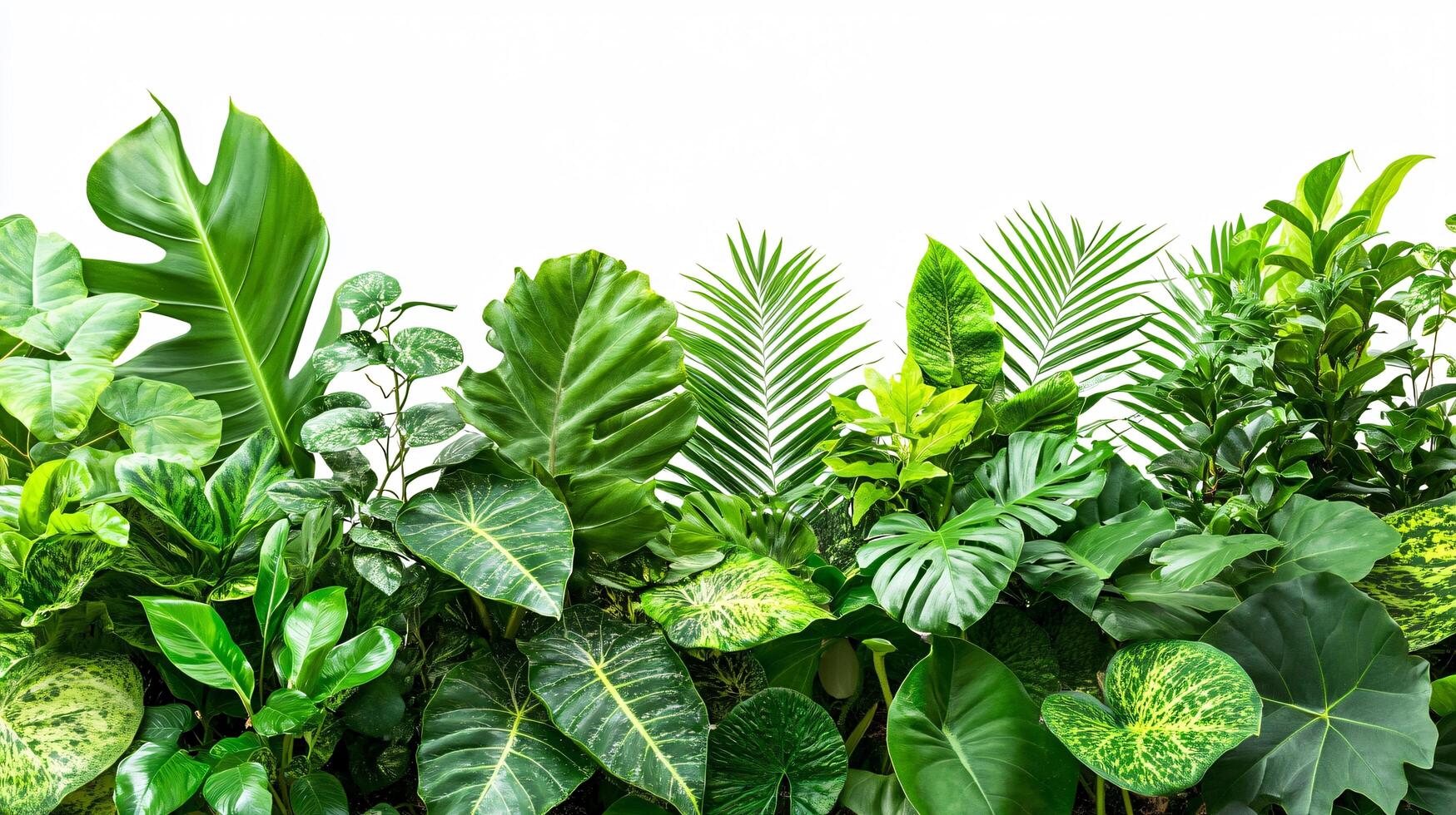 Exotic Green Foliage photo