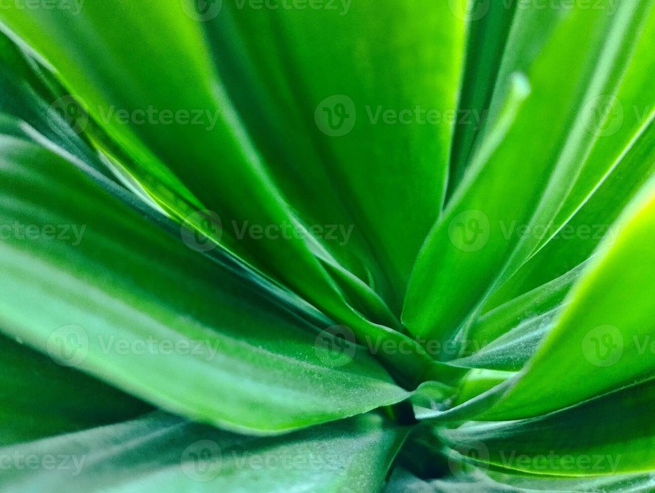 the layers of the green leaves macro shot at the garden photo