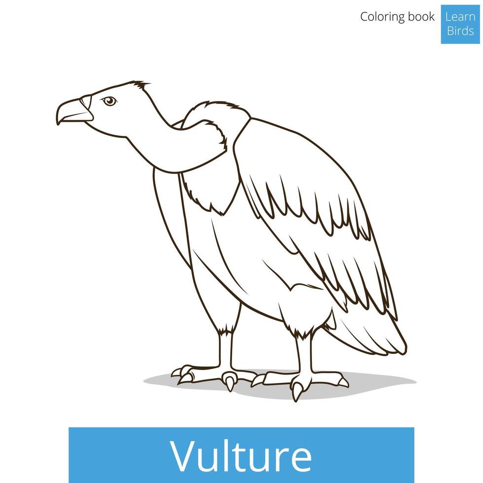 Vulture bird learn birds educational game coloring book illustration vector